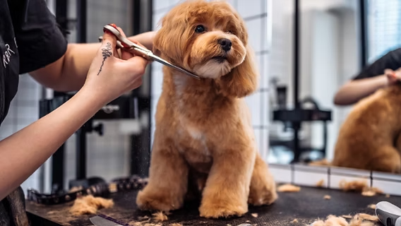 Doodle Grooming Made Simple - Country Lane Doodles blog