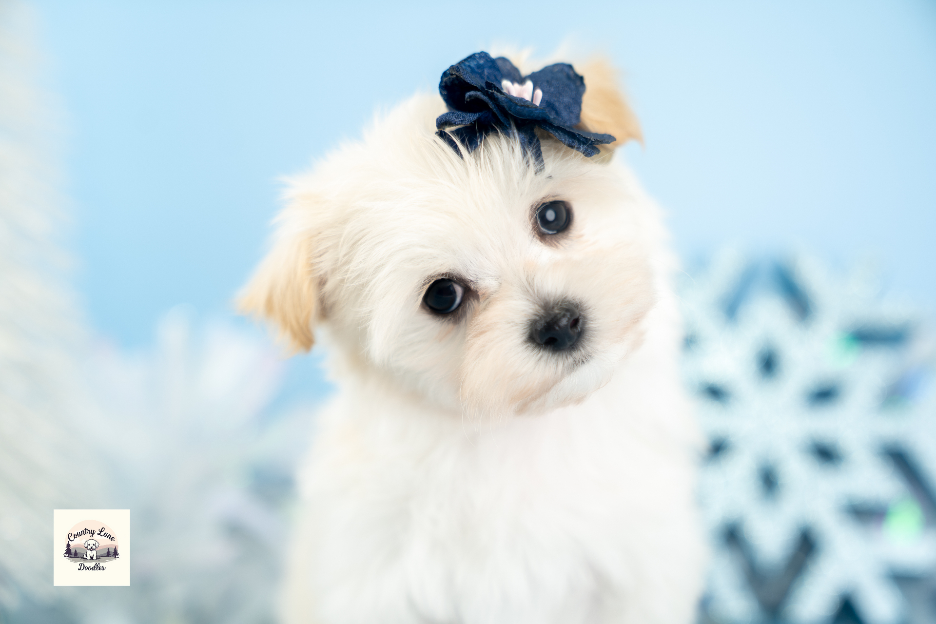 Bringing Home a Puppy in a Utah Winter: What Actually Changes - Country Lane Doodles blog