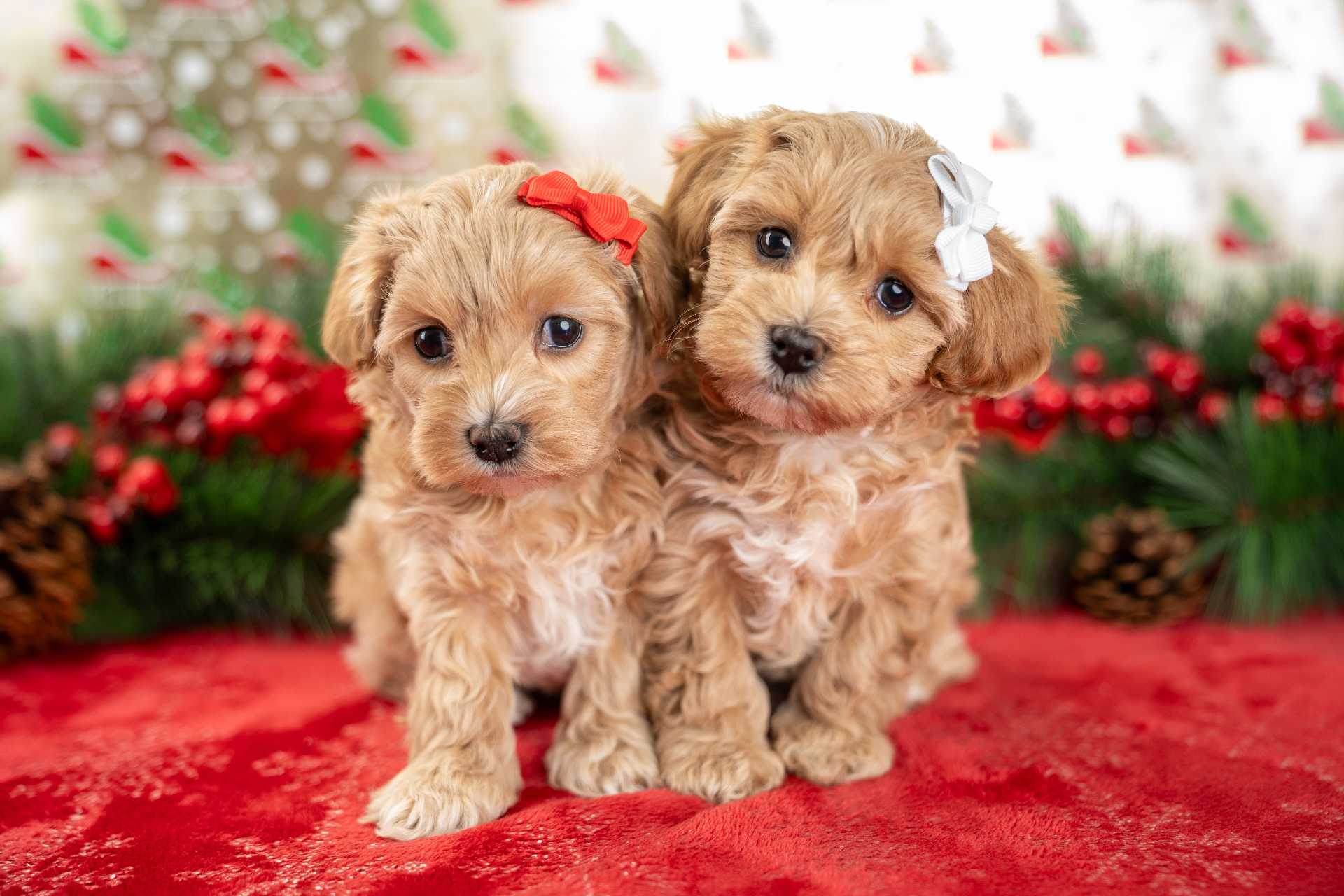 Goldendoodle Puppies: Everything You Need to Know Before Bringing One Home (2026 Buyer’s Guide) - Country Lane Doodles blog