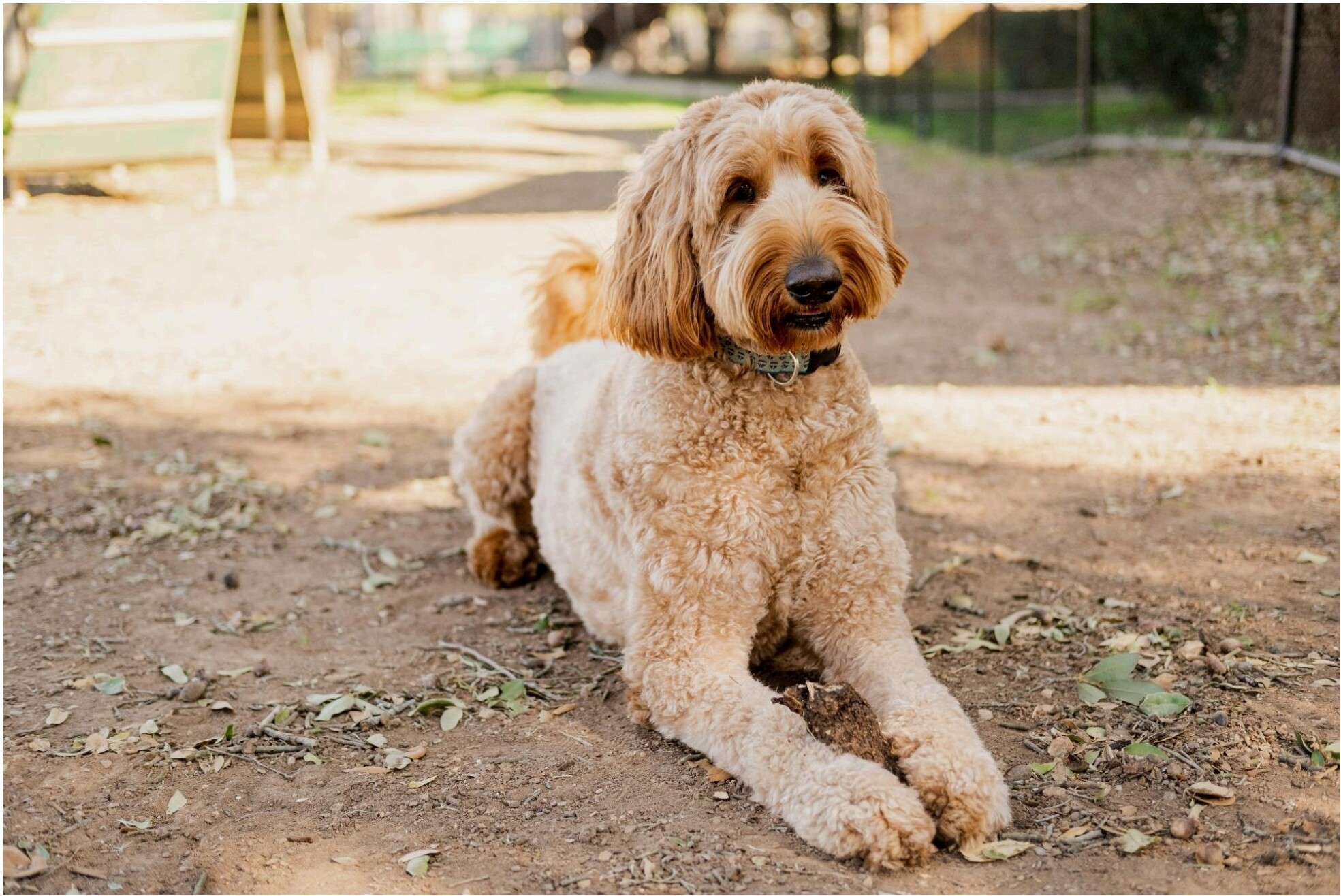 A fluffy, light brown adult doodle dog lying outdoors