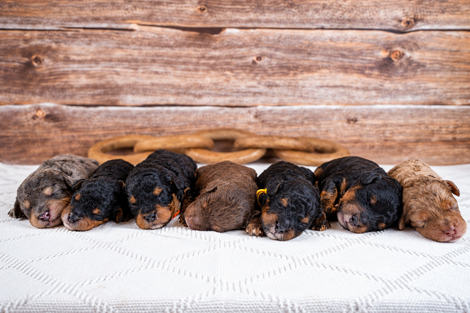 A row of seven newborn Bernedoodle puppies asleep side by side on a white blanket