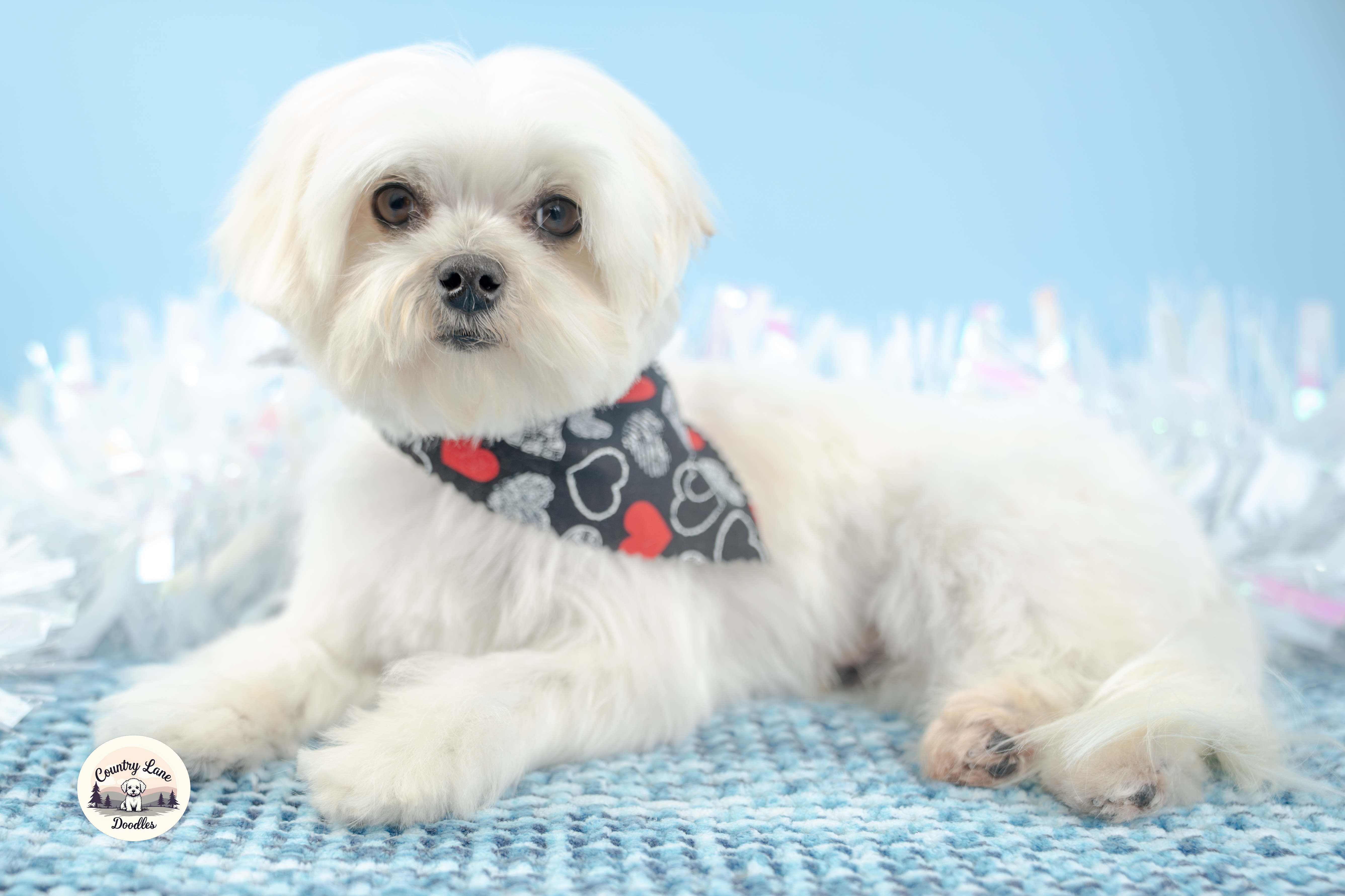 Koda – AKC Maltese stud at Country Lane Doodles