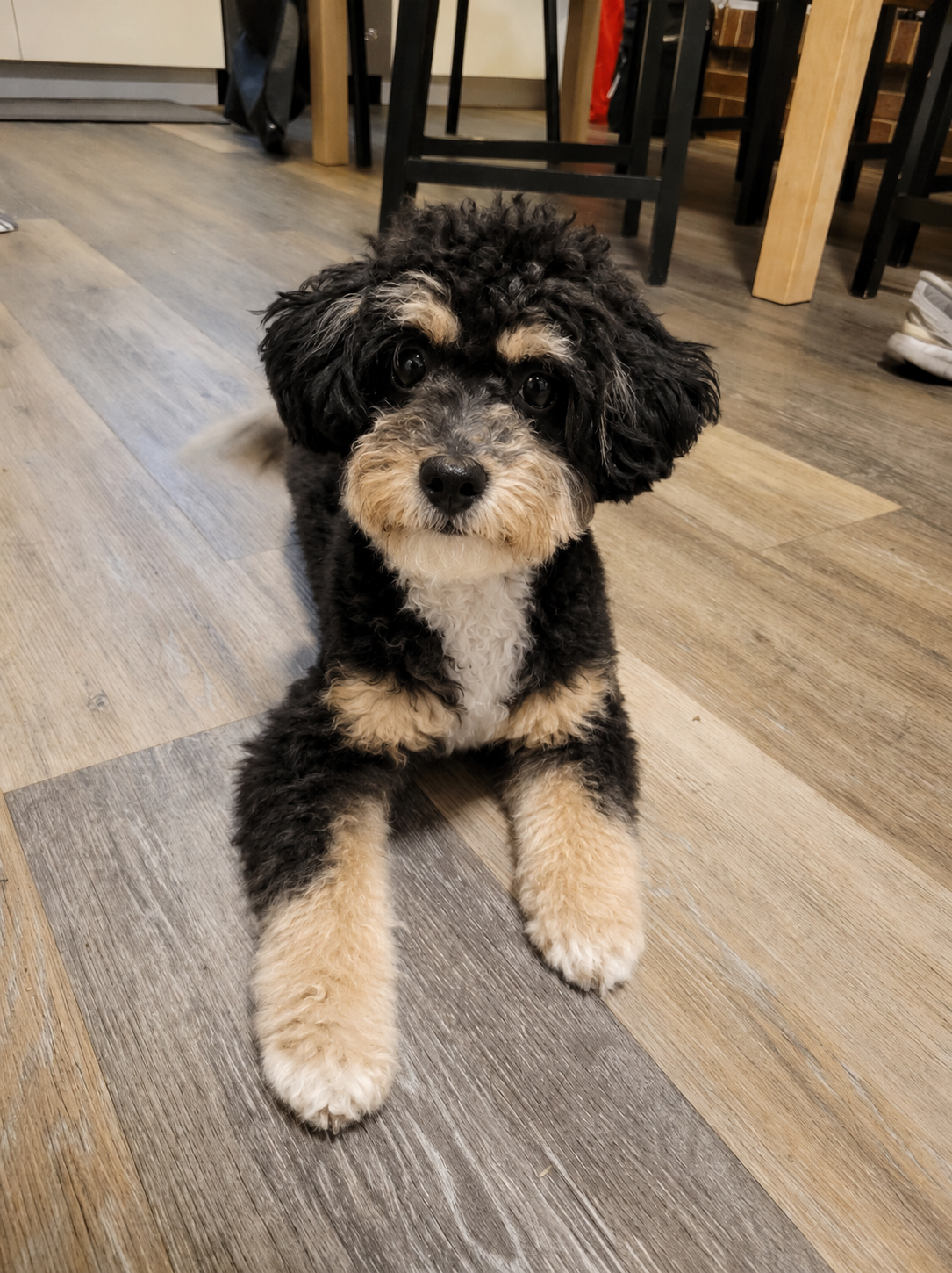 Morty - Bernedoodle sire at Country Lane Doodles, Tri-Color (black, white & tan)