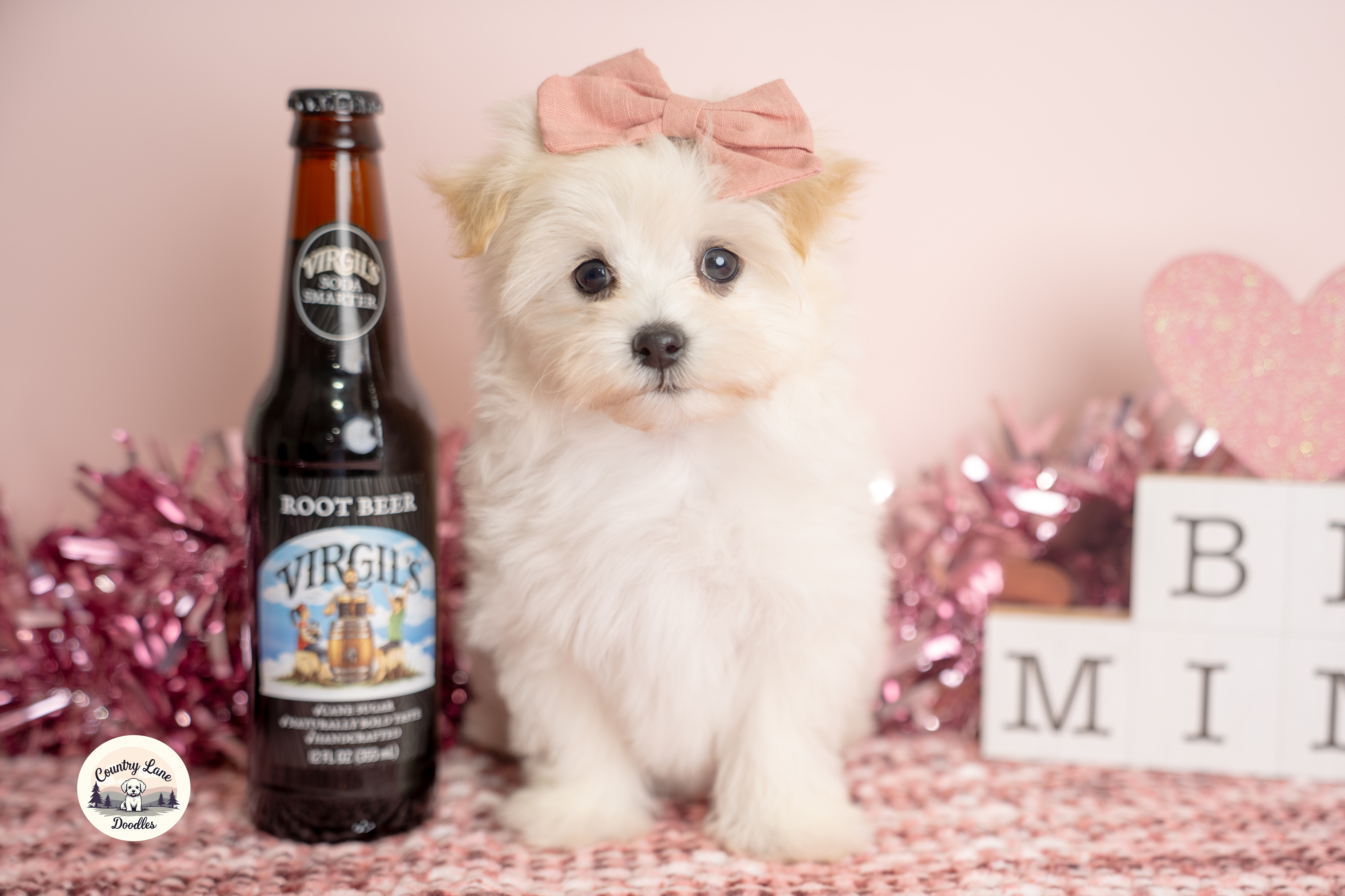 Sadie – adopted Maltipoo puppy from Country Lane Doodles, Cream, Female
