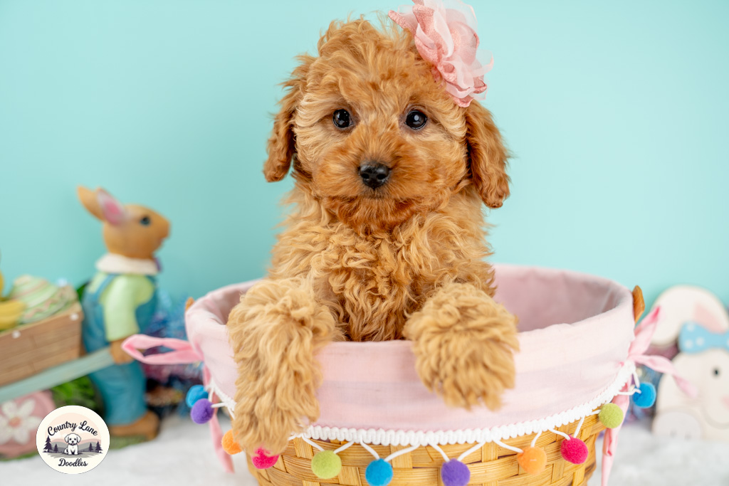 Cassidy – adopted Cavapoo puppy from Country Lane Doodles, Red, Female