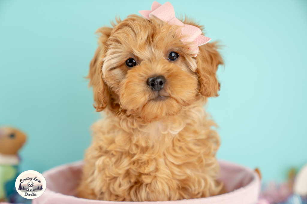 Bailey – adopted Cavapoo puppy from Country Lane Doodles, Red, Female