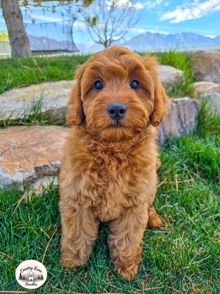 Rory – adopted Cavapoo puppy from Country Lane Doodles, Red, Male