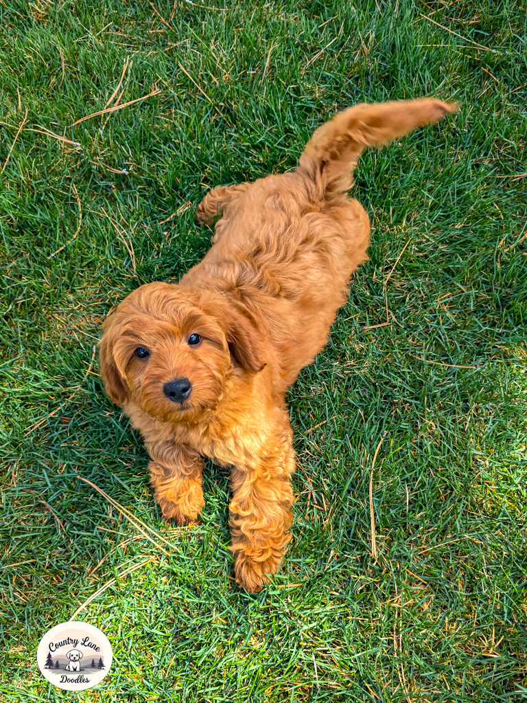 A red puppy trotting across green grass toward the camera