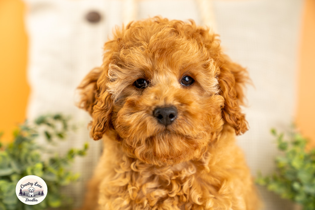 Finnegan – adopted Cavapoo puppy from Country Lane Doodles, Red, Male