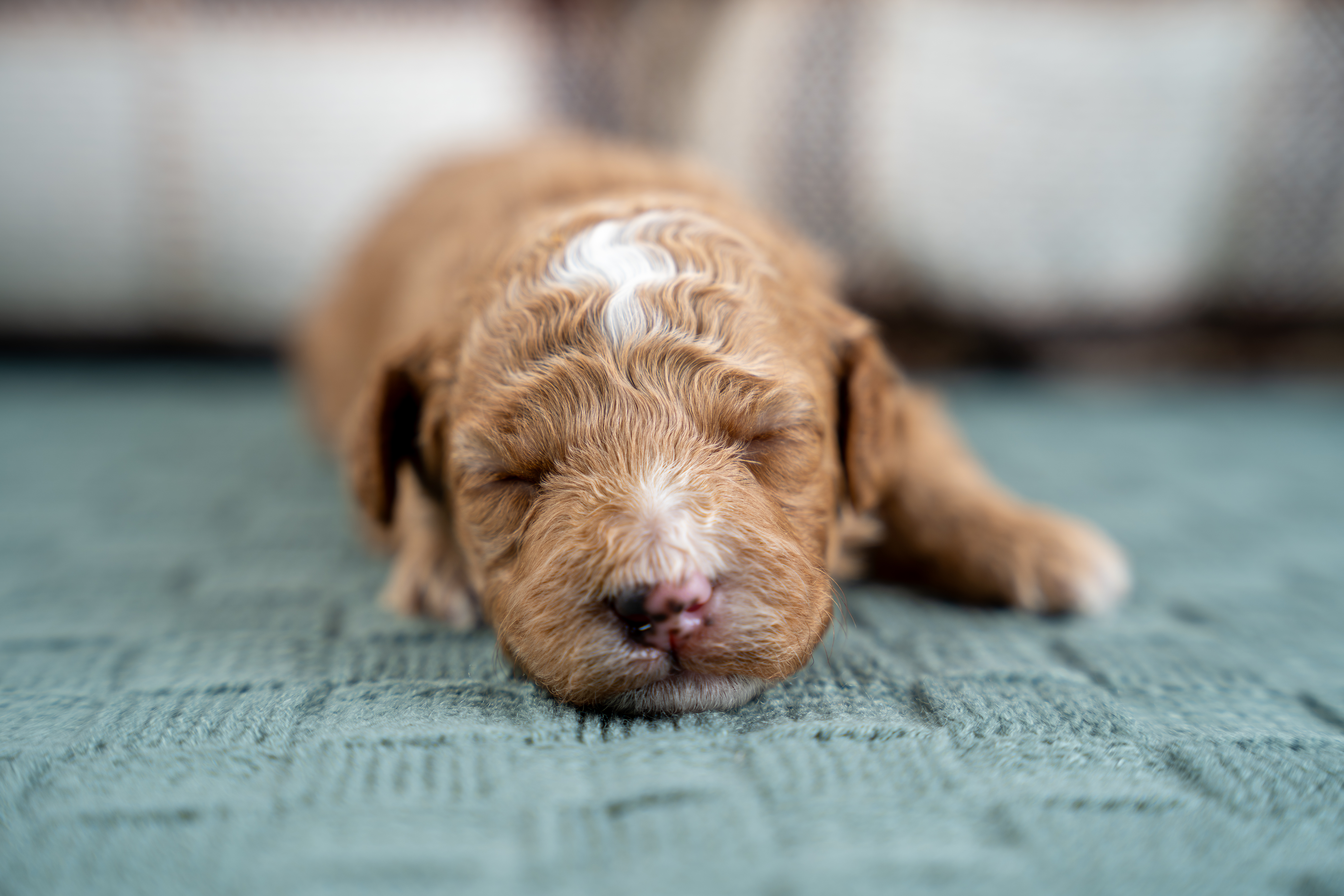 Toy vs. Miniature Poodle: Size, Temperament, and Care - Country Lane Doodles blog