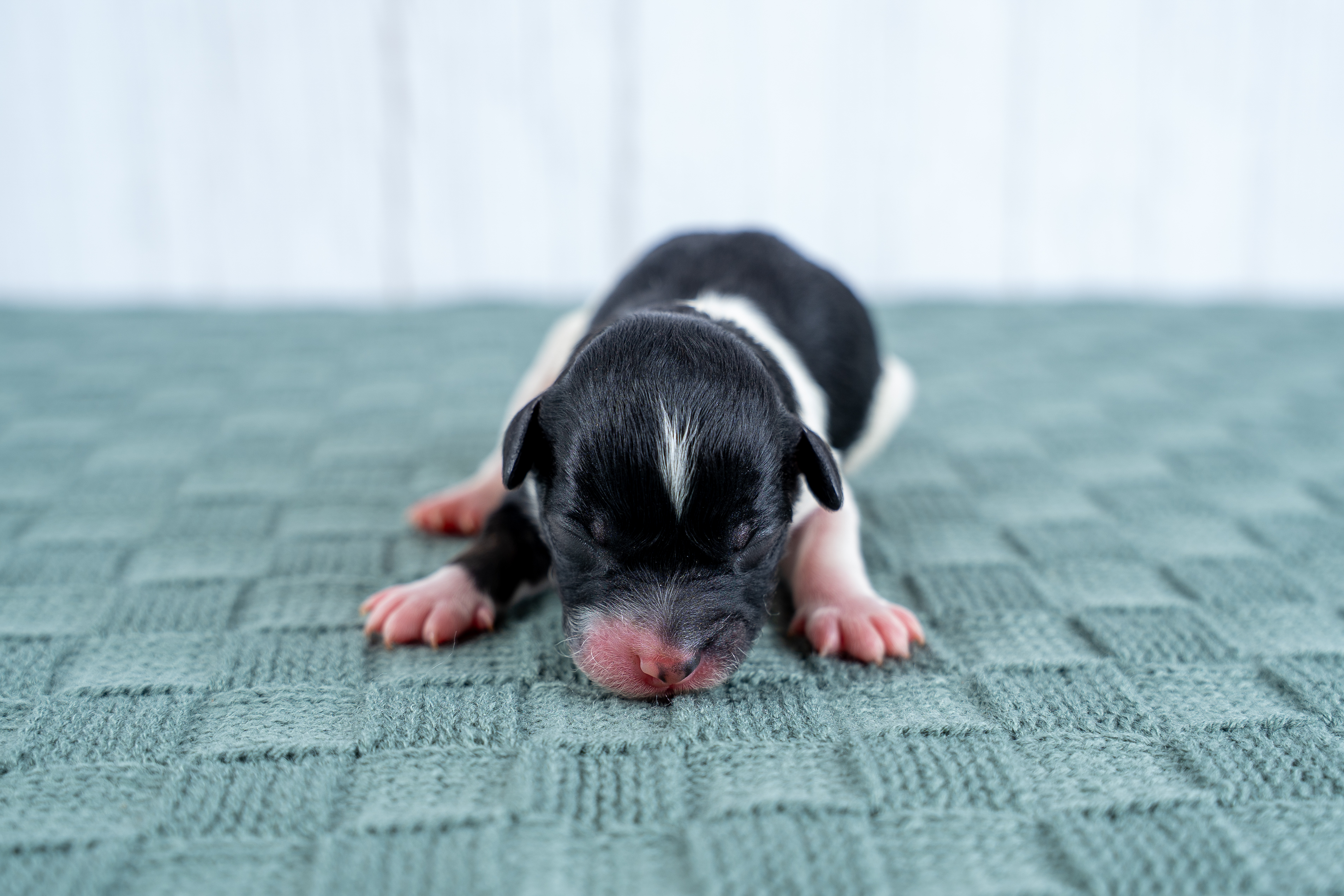 Micro Bernedoodles: What "Micro" Really Means and How Big They Get - Country Lane Doodles blog