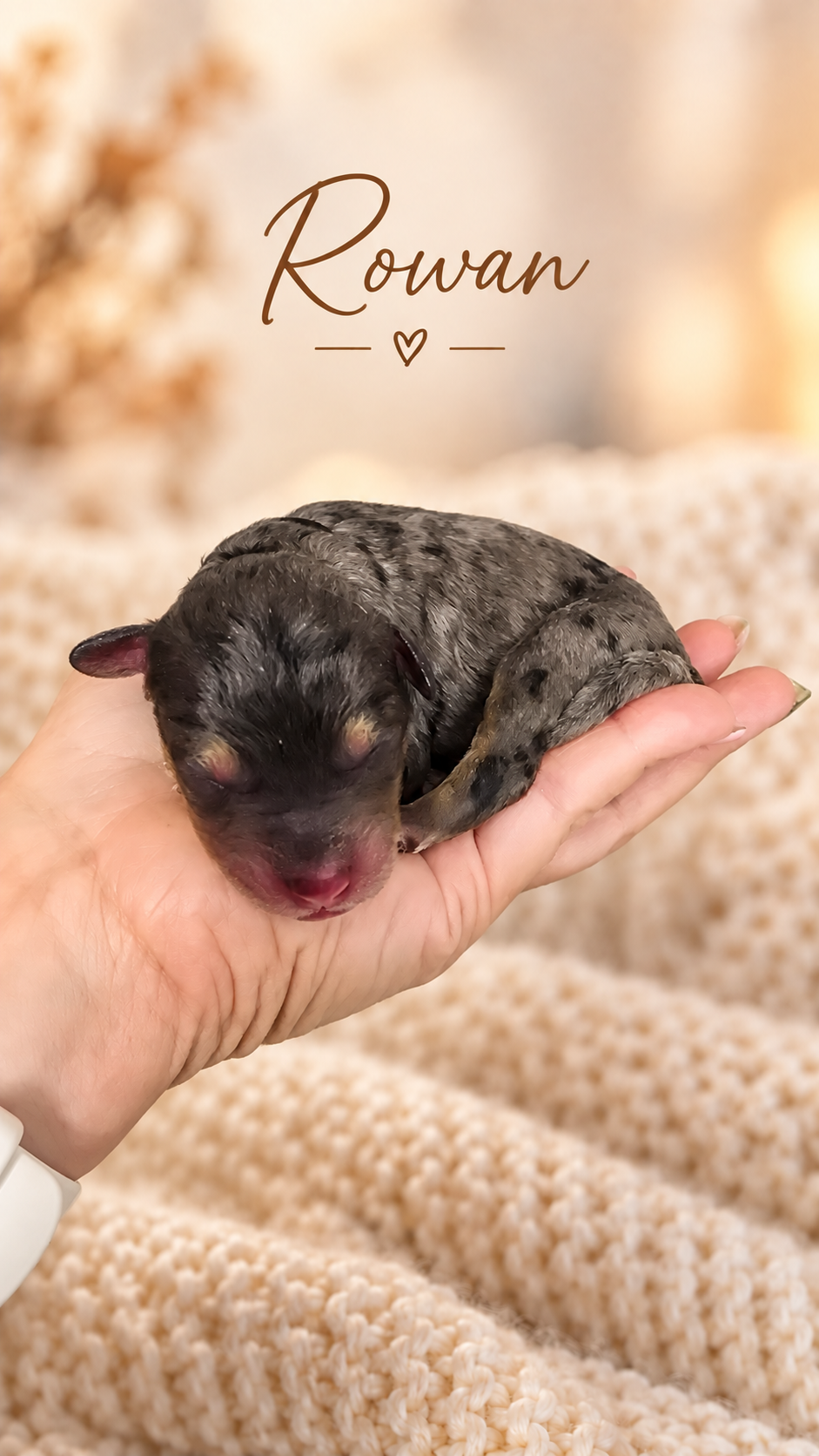 Are Bernedoodles Hypoallergenic? Shedding and Allergies - Country Lane Doodles blog
