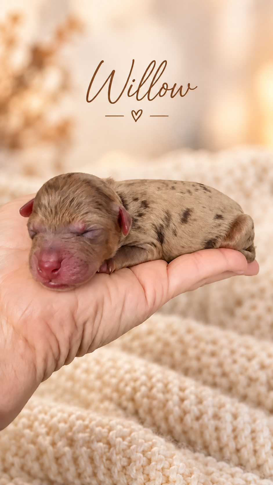 How Much Does a Bernedoodle Cost in Utah? - Country Lane Doodles blog