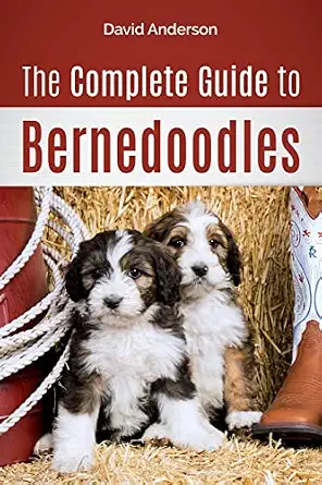 Bernedoodle Guide
