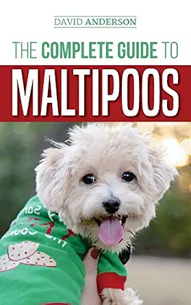 Maltipoo Guide