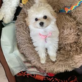 Lori K.'s puppy