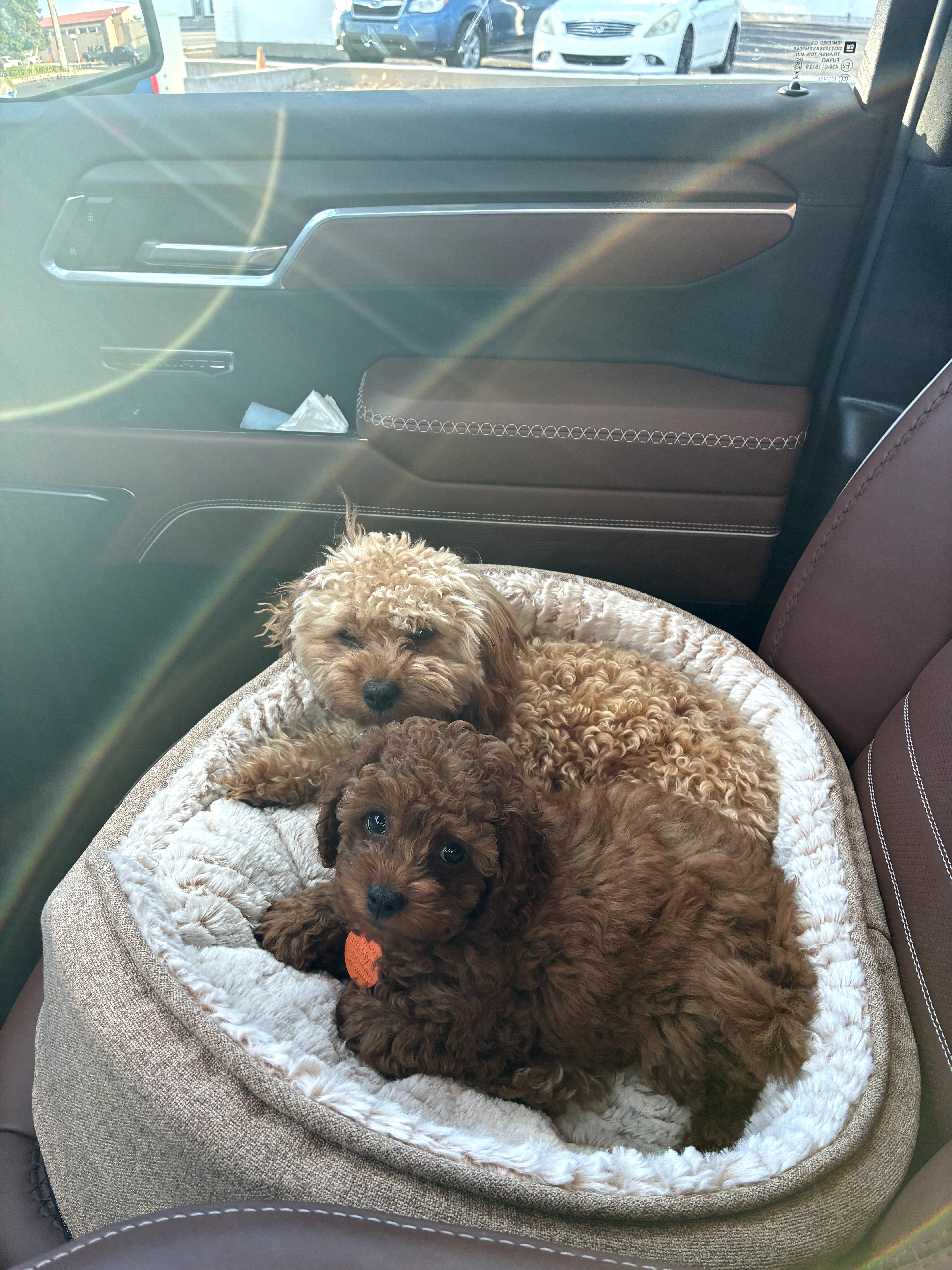 Jon O. - Utah's puppy