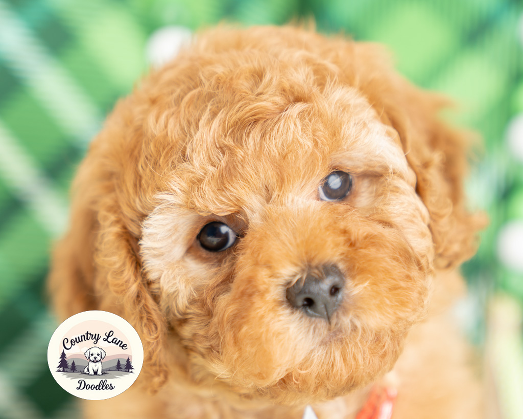 Rakh C.'s puppy