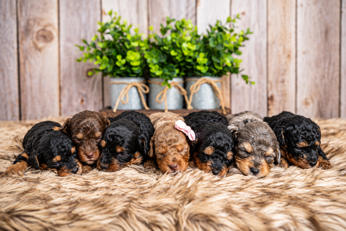 F1b Bernedoodles – Country Lane Doodles, Erda Utah