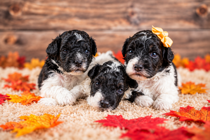 F1bb Bernedoodles – Country Lane Doodles, Erda Utah
