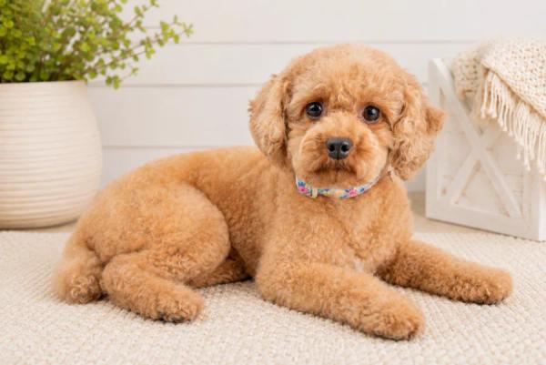 Honey, our Mini Poodle dam — photo 2