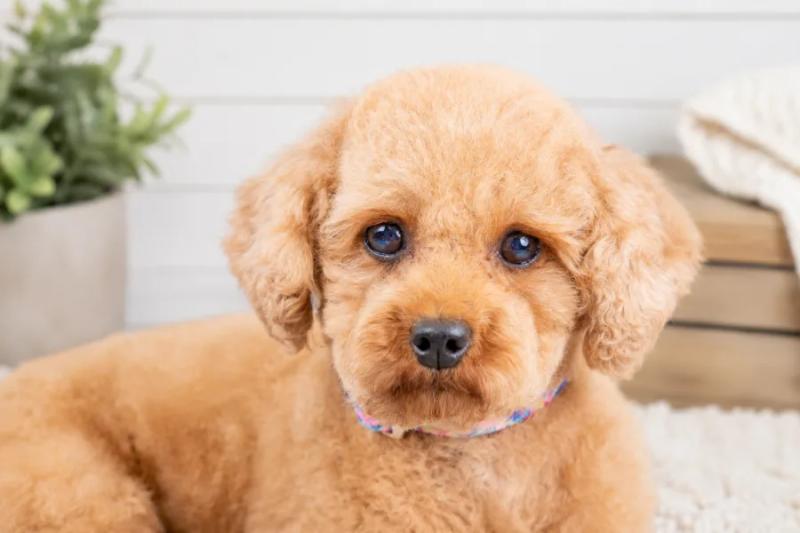 Honey - Mini Poodle dam at Country Lane Doodles, Apricot