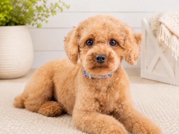 Honey, our Mini Poodle dam — photo 3