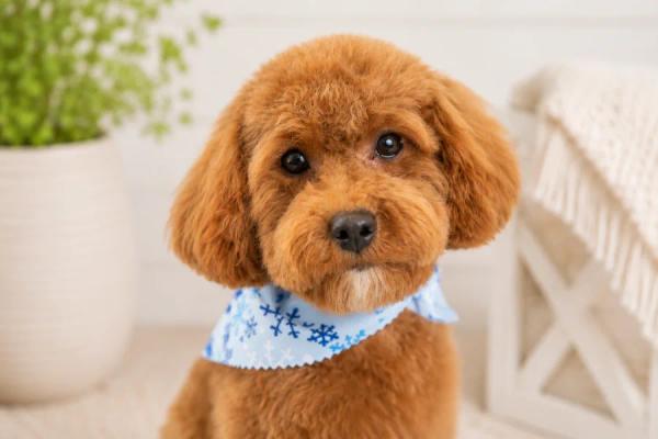 Lulu, our Mini Poodle dam — photo 3