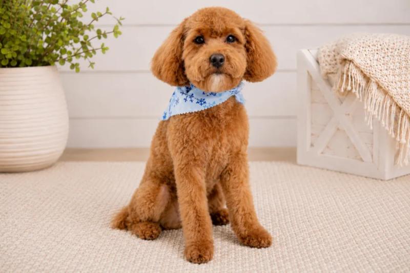 Lulu - Mini Poodle dam at Country Lane Doodles, Red