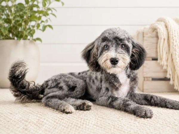 Luna, our Mini Poodle dam — photo 3