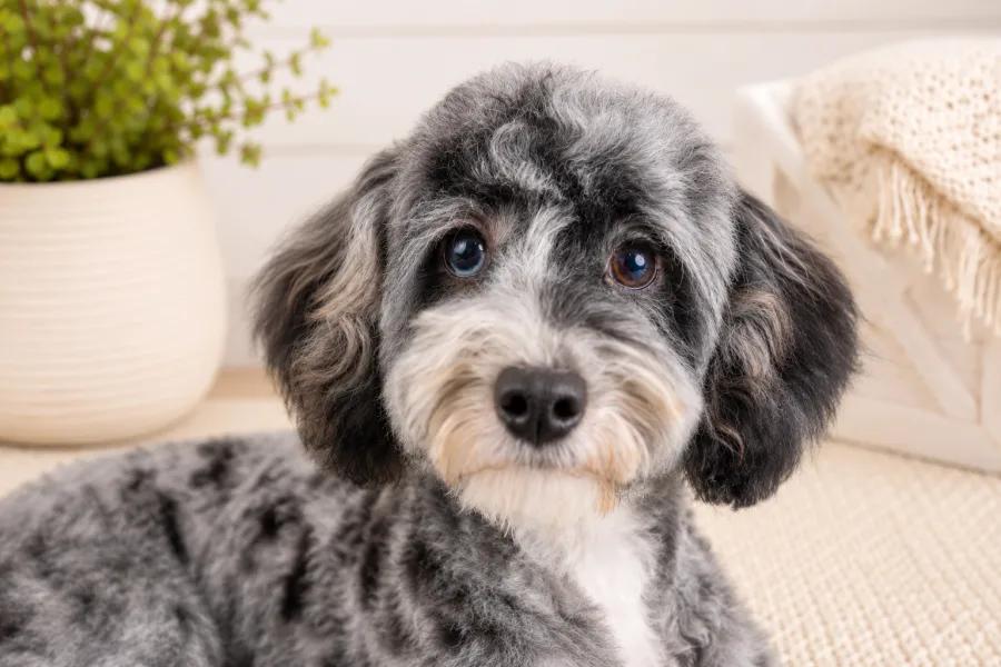 Luna, our Blue merle Mini Poodle dam