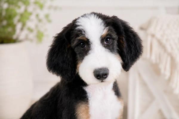 Millie, our Bernedoodle dam — photo 3
