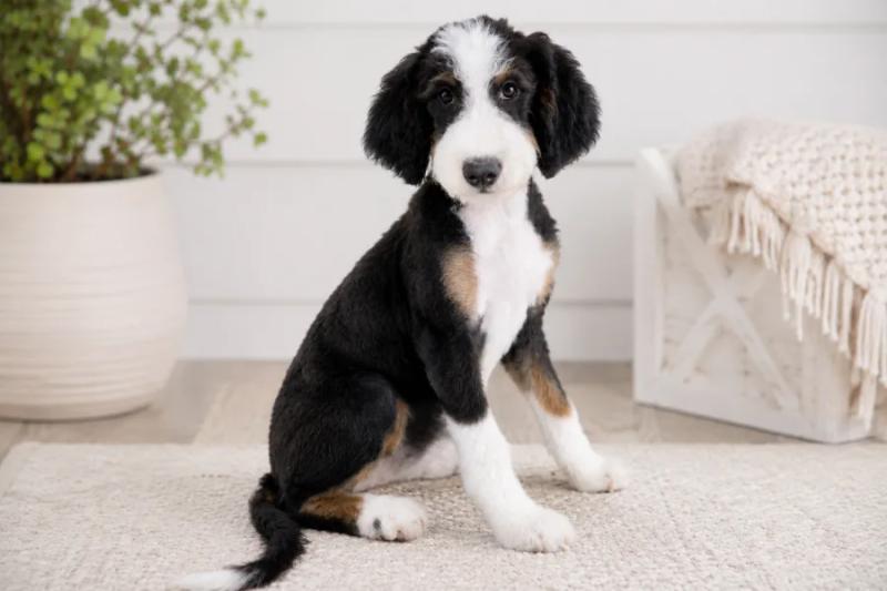 Millie - Bernedoodle dam at Country Lane Doodles, Tri-color (black, white & tan)
