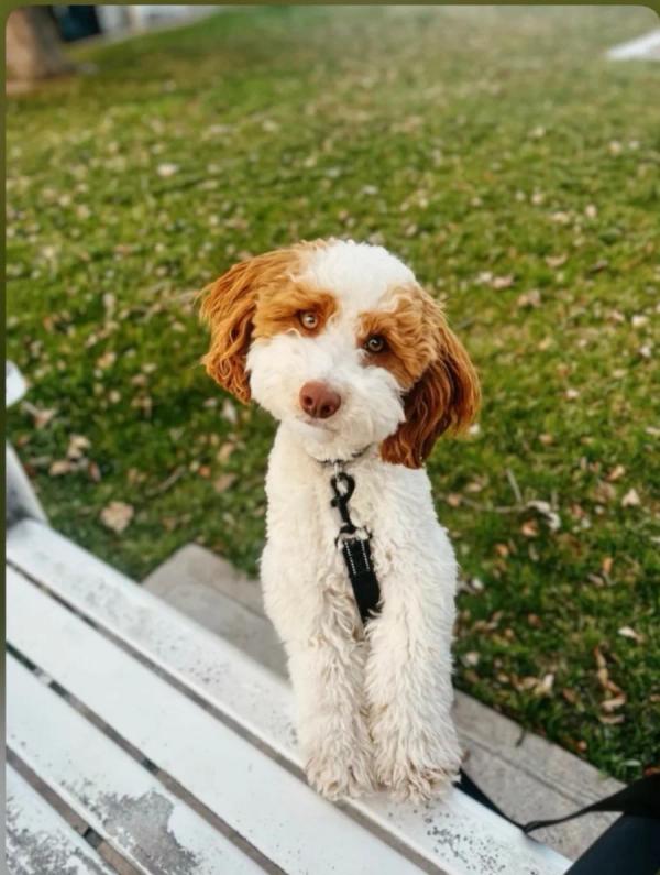 Poe, an outside Mini Poodle sire — photo 3