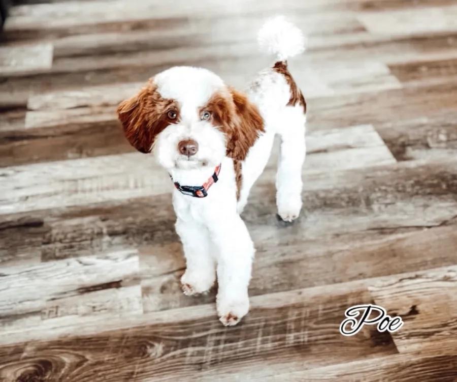 Poe, an outside Red & white parti Mini Poodle sire