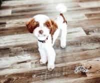 Poe, our Mini Poodle sire
