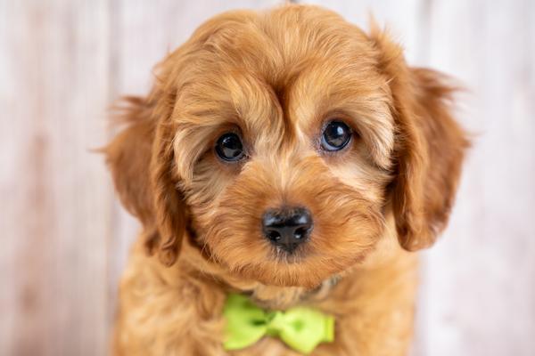 Boone – adopted Cavapoo puppy from Country Lane Doodles, Red, Male