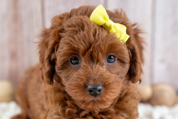 Georgia – adopted Cavapoo puppy from Country Lane Doodles, beautiful coat, Female
