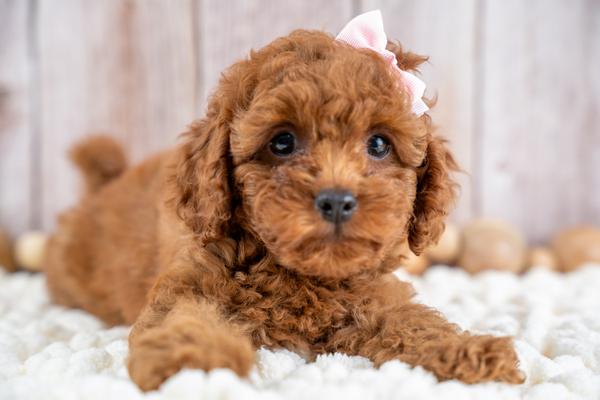 Daisey – adopted Cavapoo puppy from Country Lane Doodles, Red, Female