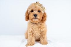 Josie photo 2