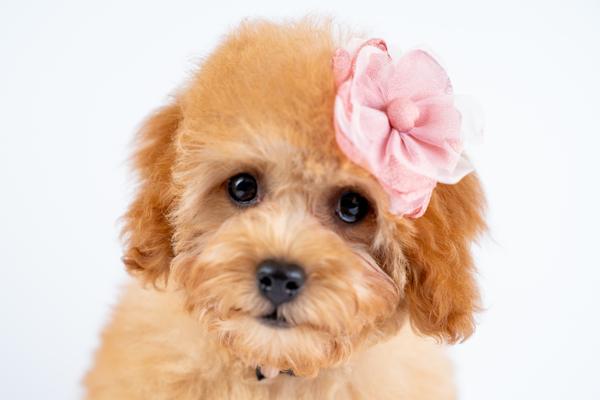 Millie – adopted Cavapoo puppy from Country Lane Doodles, Red, Female