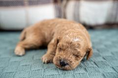 Bentley photo 3