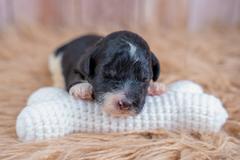 Maple Mae photo 3