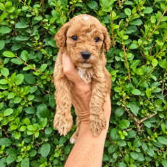 Bentley photo 4