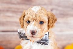 Winston photo 4