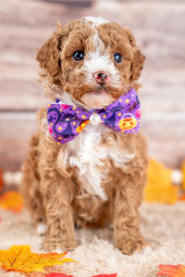 Chanel, a Poodle puppy raised by Country Lane Doodles in Utah