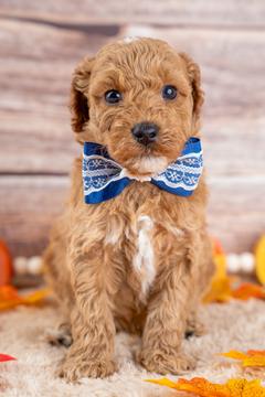 Bentley main photo