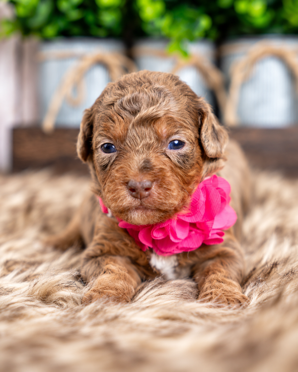 Willow, a Bernedoodle puppy raised by Country Lane Doodles in Utah