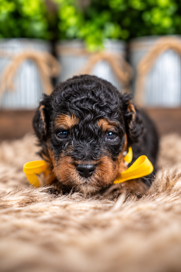 Alder, a Bernedoodle puppy raised by Country Lane Doodles in Utah