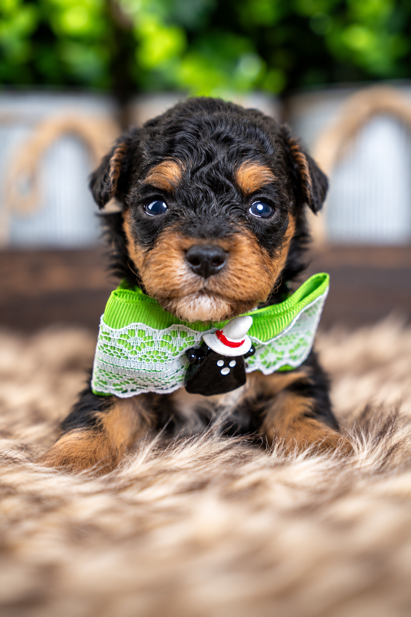 Cedar, a Bernedoodle puppy raised by Country Lane Doodles in Utah